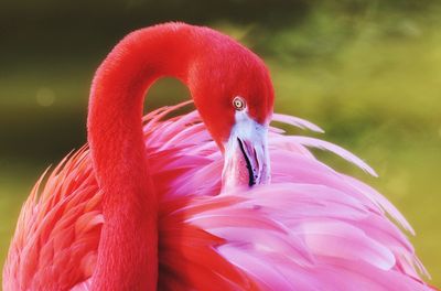 Close-up of flamingo