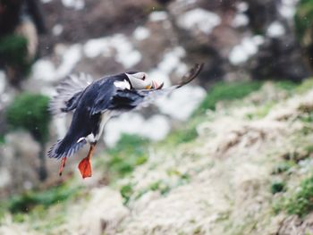 Close-up of bird flying