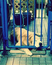 Dog sleeping on the ground