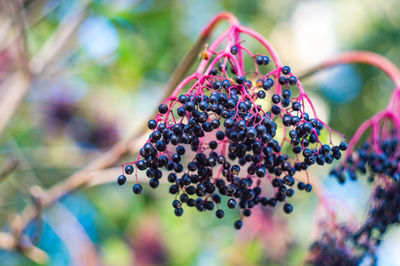 Close-up of berries growing on plant