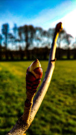 Close-up of snake against sky