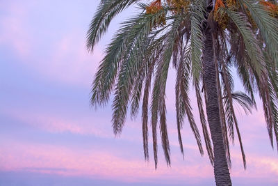 Low angle view of coconut palm tree against sky