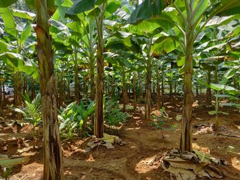 Trees growing in field