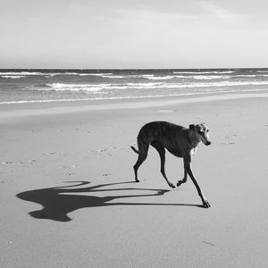 Dog walking on beach against sky