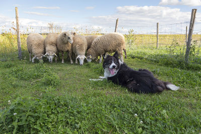 Border collie looks back with tongue hanging out while sheep huddle next to a fence in farm field