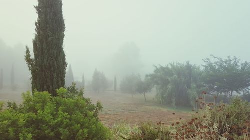 Scenic view of forest in foggy weather