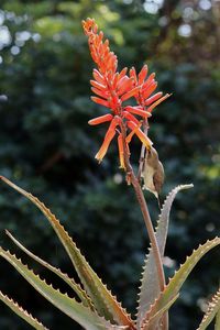 Close-up of red flowering plant