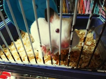 Close-up of cat in cage