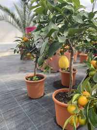 Close-up of potted plant