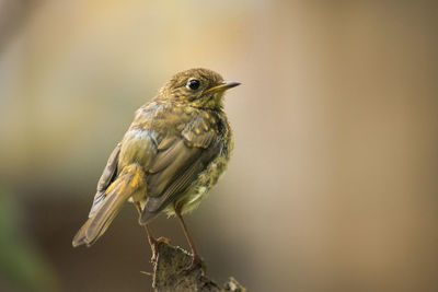 Close-up of bird perching on wood