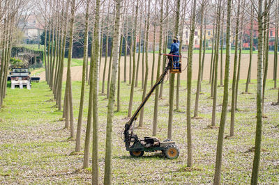 Man on cherry picker cutting bare trees