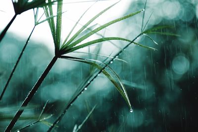 Close-up of grass