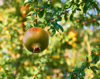 Close-up of apple growing on tree