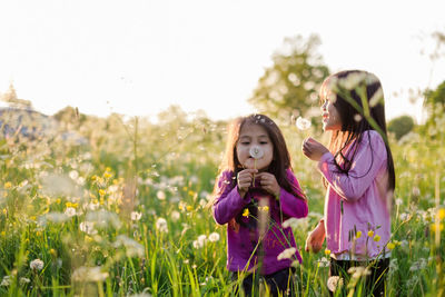 Cute girls holding dandelion while standing on field