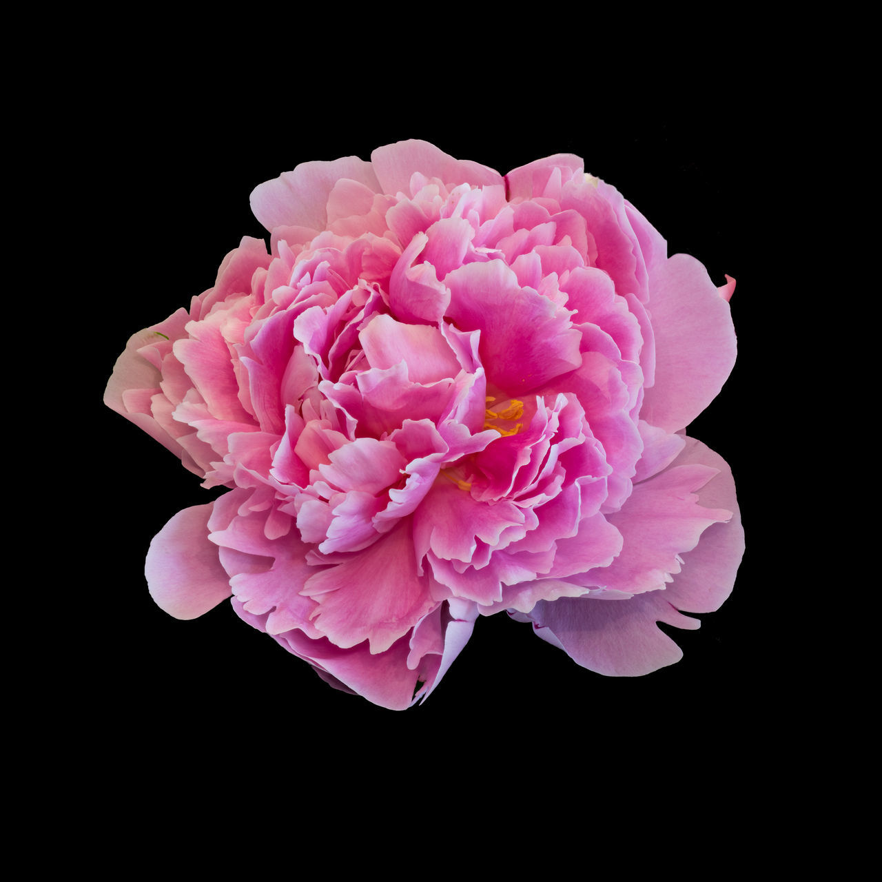 CLOSE-UP OF PINK PEONY FLOWER AGAINST BLACK BACKGROUND