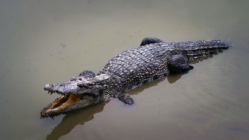 High angle view of crocodile on the lake