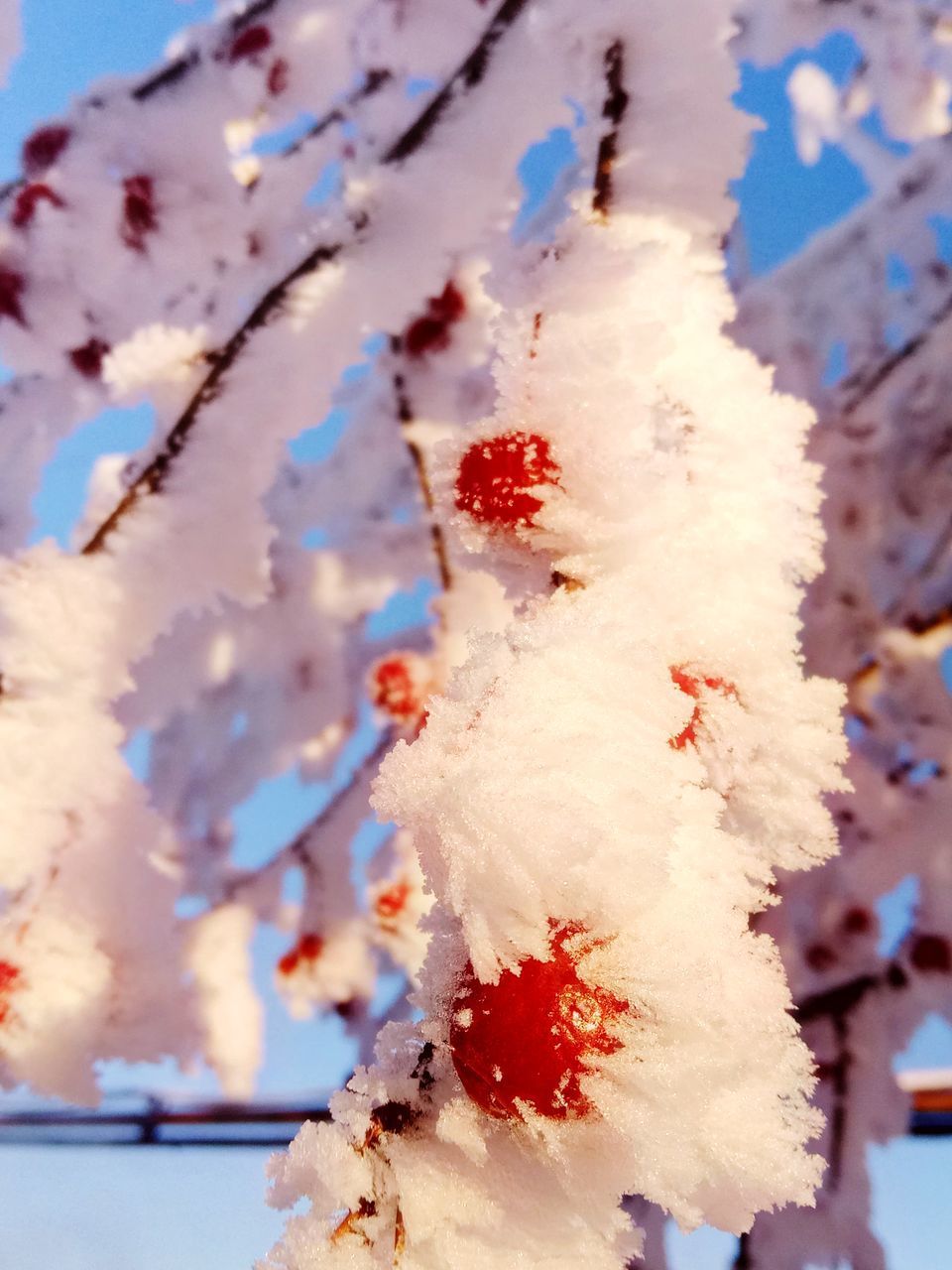 CLOSE-UP OF FROZEN PLANT ON SNOW