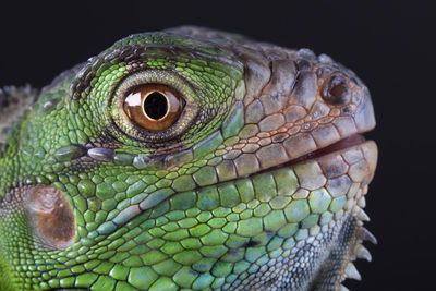 Close-up of lizard