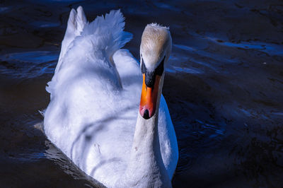 Swan swimming in lake