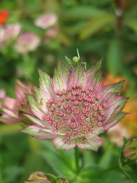 Close-up of flower blooming outdoors