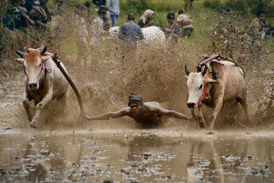 Horses in a water