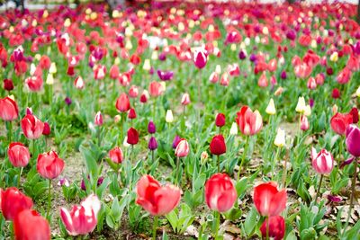 Red poppy flowers in field