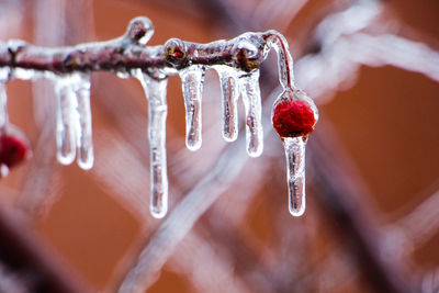 Close-up of icicles on plant