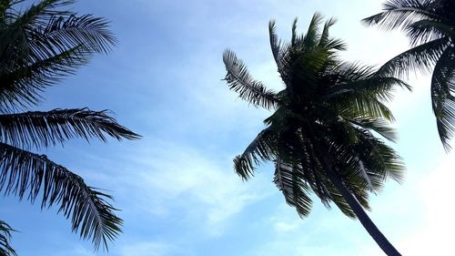 Low angle view of palm tree against sky