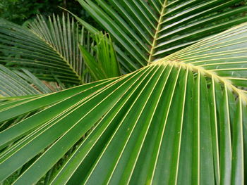 Full frame shot of palm leaves