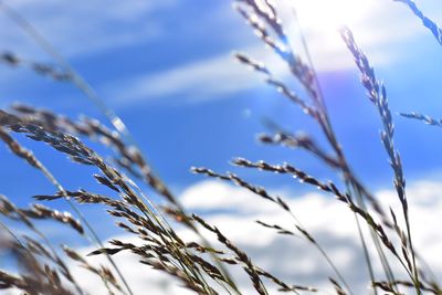 Low angle view of plants against sky