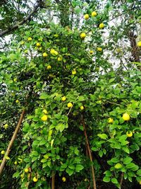 Low angle view of fruits growing on tree