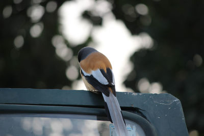 Close-up of bird perching on railing