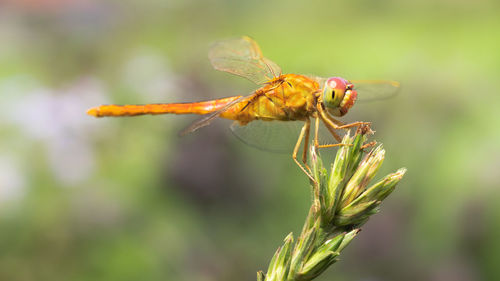 Close-up of insect on flower