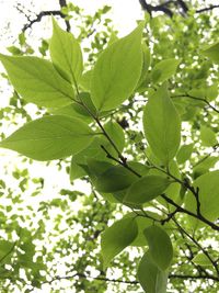 Close-up of leaves on tree