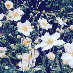 Close-up of white flowers growing in park