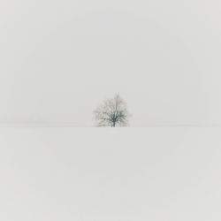 Bare trees on field against sky during winter