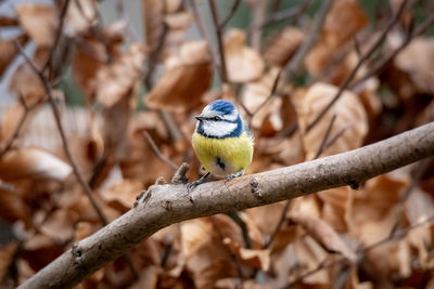 Close-up of bird perching on branch