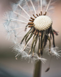 Close-up of wilted dandelion