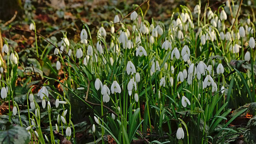 Close-up of white flowering plants on field
