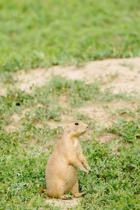 Squirrel sitting on field