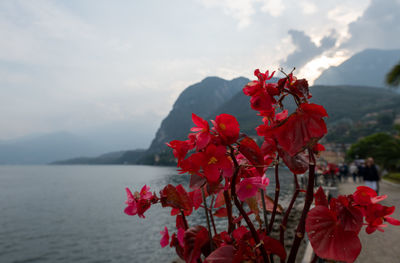 Close-up of red flowering plant against sky