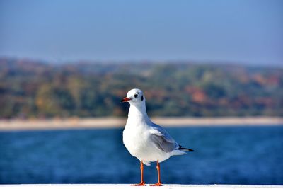 Seagull perching on a sea