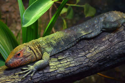 Close-up of lizard on tree