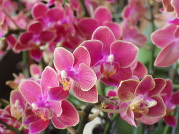 Phalaenopsis is the most ornamental orchid