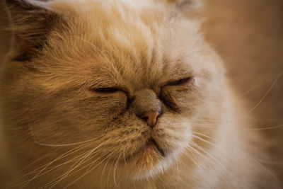 Close-up of cat with eyes closed