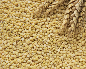 Raw couscous and spikelets of wheat as a food background