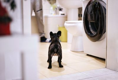 Black dog standing on tiled floor