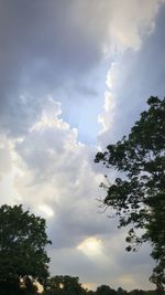 Low angle view of trees against sky