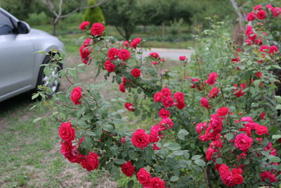 Red rose flowers in car
