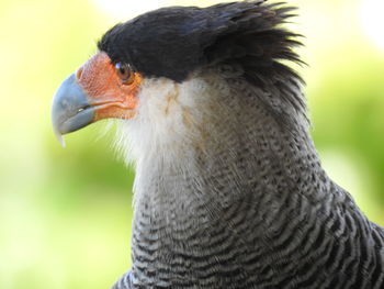 Close-up of bird